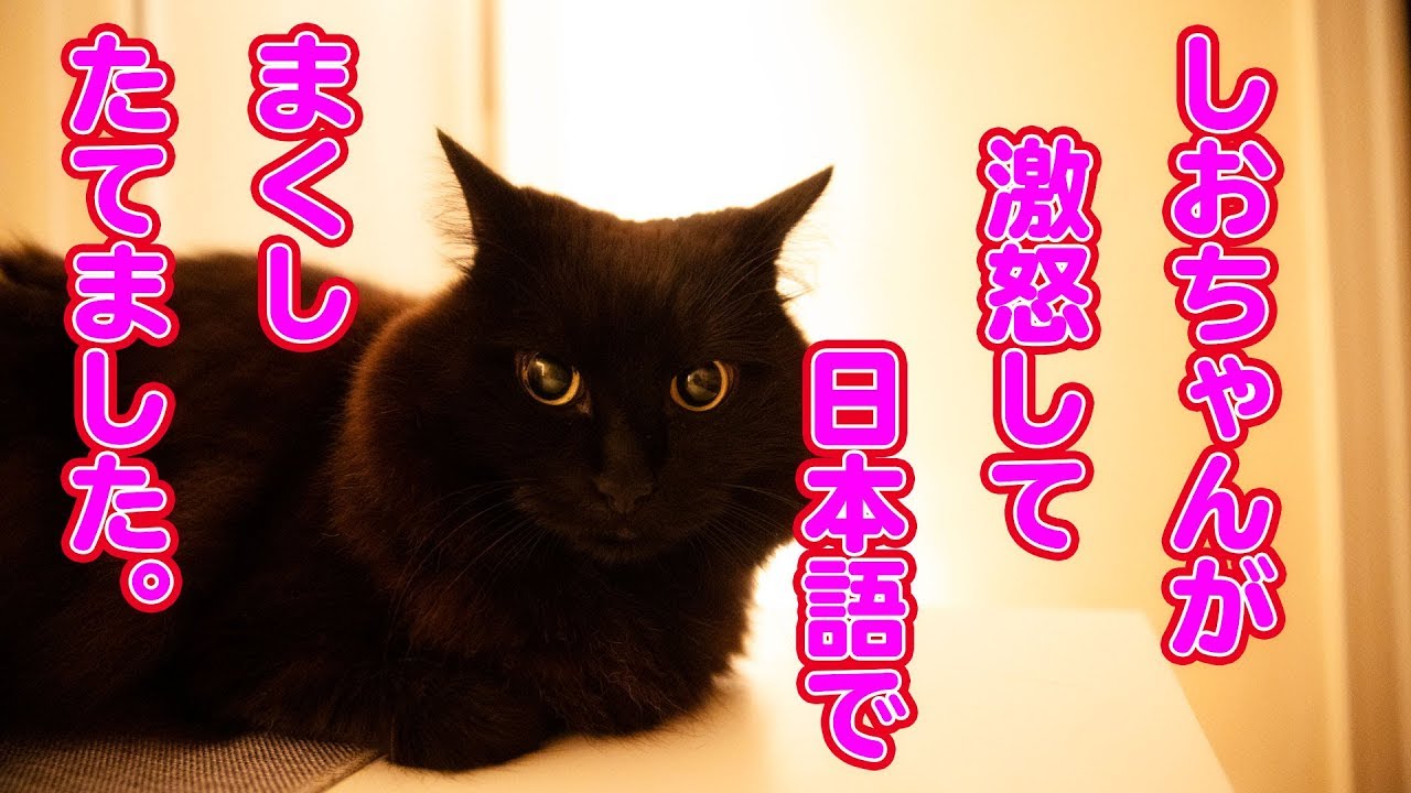 しゃべる猫 激怒してまくし立てるしおちゃんが可愛い 衝撃映像 Youtube