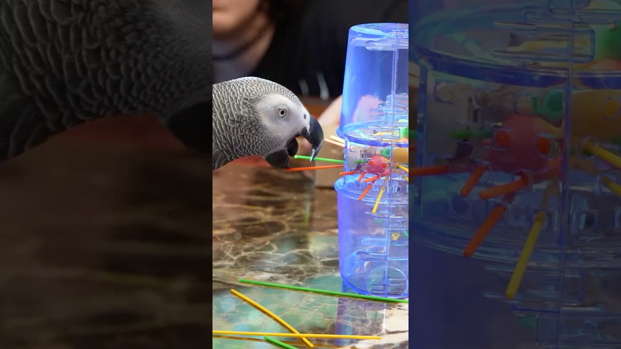 Parrot Plays Kerplunk 🦜