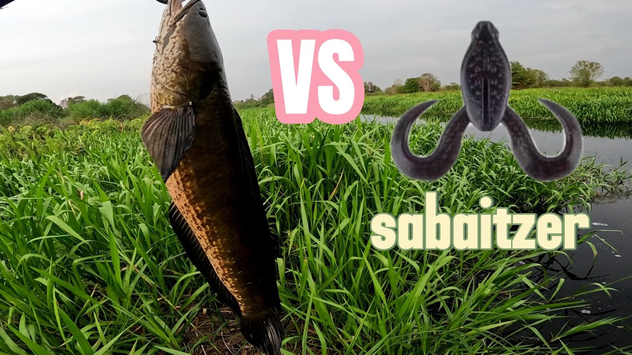 STRIKE GABUS RASA TOMAN DIPARIT GAJAH PERKEBUNAN KELAPA SAWIT PAKAI LURE REPLIKA OZMY SABAITZER