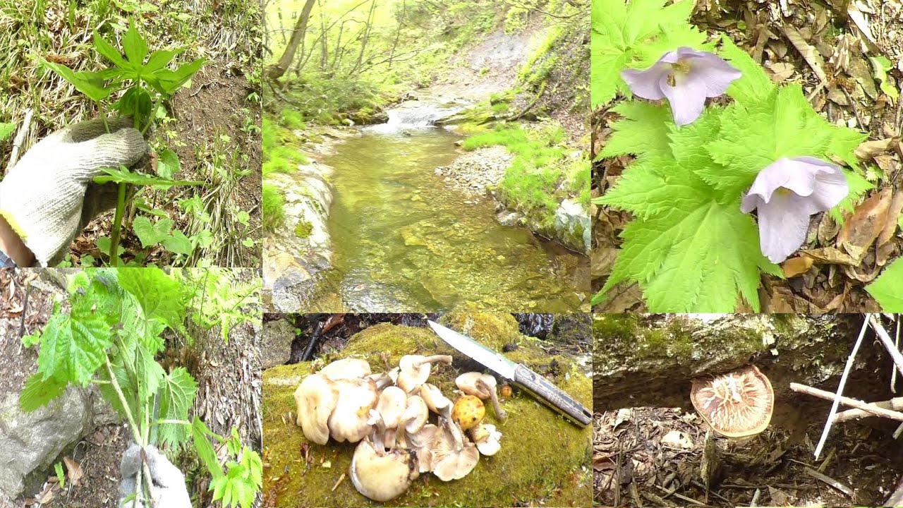 【春きのこ＆山菜採り】アイコ、シドケとシイタケ、ナラタケなんかを採る