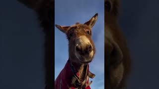 Dunkey looking to dunkey | #sorts #comedy #video #