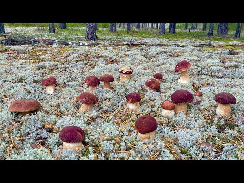 Сердце ОСТАНОВИЛОСЬ, не выдержав УВИДЕННОЕ! Грибники В ШОКЕ! Белые грибы Подосиновики ! Карелия 2023