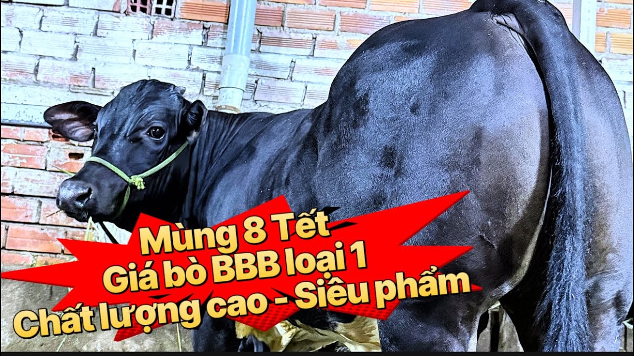 23/2🧧Giá bò BBB siêu phẩm chất lượng cao mới về trại☎️0395.168.767🧧TRẠI BÒ KIM TRĂM