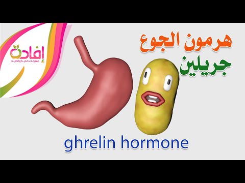 هرمون الجوع جريلين ghrelin hormone