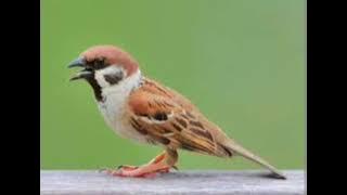 Download lagu SUARA GEREJA TARUNG DAN GEMERICIK AIR || obat stress burung macet