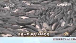 20151211 致富经  养鱼一年 多卖1000万元