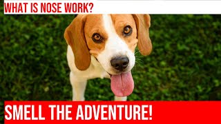 Train Your Beagle with Nose Work Games: Fun for You and Your Dog!