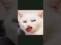 something on my tounge #ytshorts #youtube #viral #shortzzzzz #bossyvibe #bossy2010 #catmemes #cat