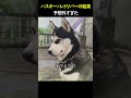 ハスキー×レトリバーの結果…予想外すぎた