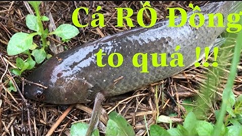 Đi bắt cá Rô Đồng sau cơn mưa đầu mùa |Đam mê Vlog