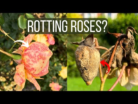 Videó: Spur Blight Control – Tanulja meg, hogyan kell kezelni a rózsafertőzést Bramblesben