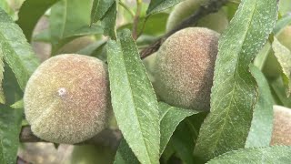 Georgia produced less peaches this year | What to know