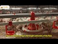 HEMEI Automatic Harvesting Broiler Cage Project Introduction HEMEI Automatic Harvesting Broiler Cage Project Introduction