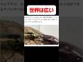 日本のカブトムシを瞬殺するとんでもない虫がいるらしい Shortvideo クワガタ カブトムシ クワガタモドキ