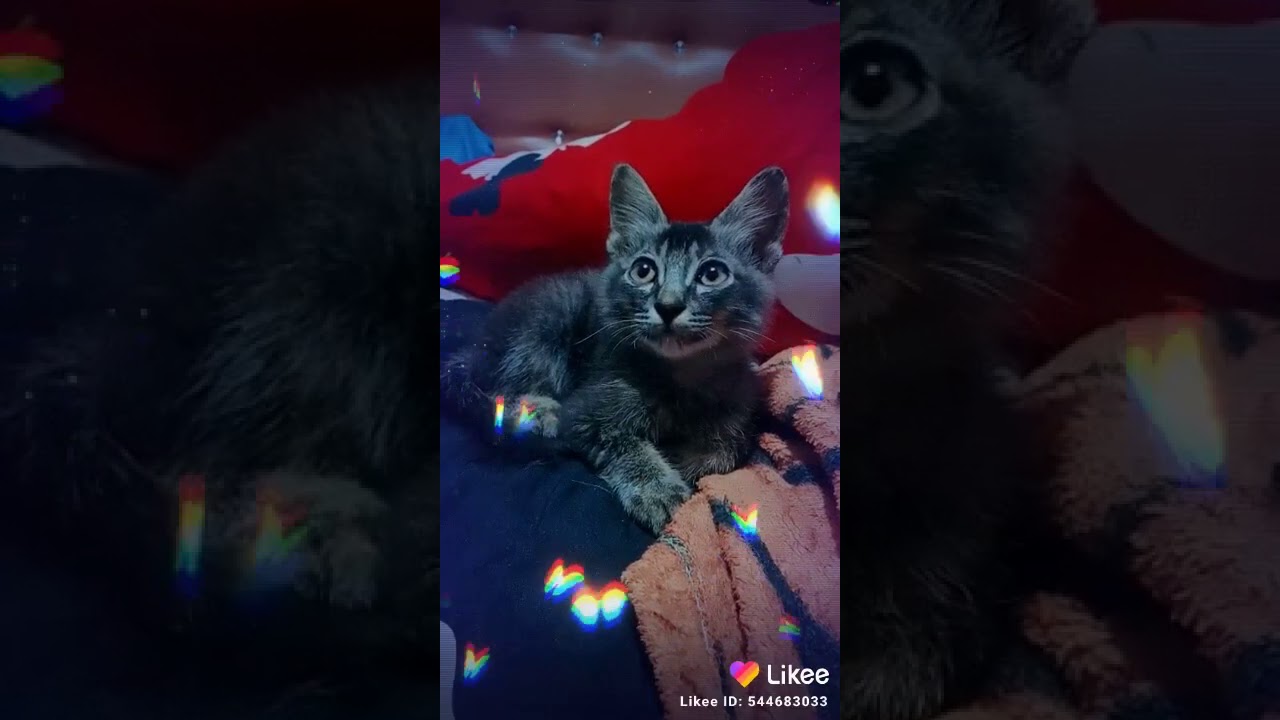 kucing tersenyum - YouTube