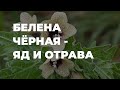 ядовитые растения - БЕЛЕНА ЧЁРНАЯ / Захар Травник