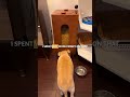 Paw Picks:  Houndsy Kibble Dispenser