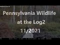 Pennsylvania Wildlife at the Log2 11/2021
