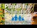 Summer Blooming Perennials: Pollinator Plants