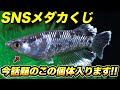 【メダカクジ】今話題の超目玉が入ります!!SNS限定メダカクジ