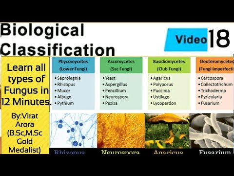 Vidéo: Basidiomycètes : types, classification, structure