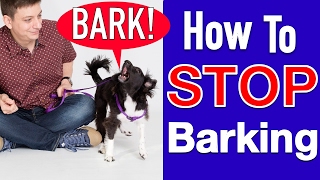 How to Train your Dog to STOP BARKING!