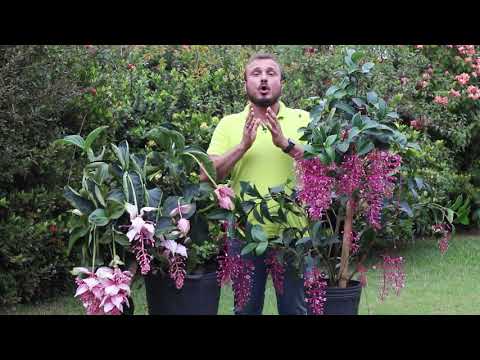 Vídeo: Cuidados com a Magnólia do Sul: Cultivando Magnólias do Sul em seu Jardim