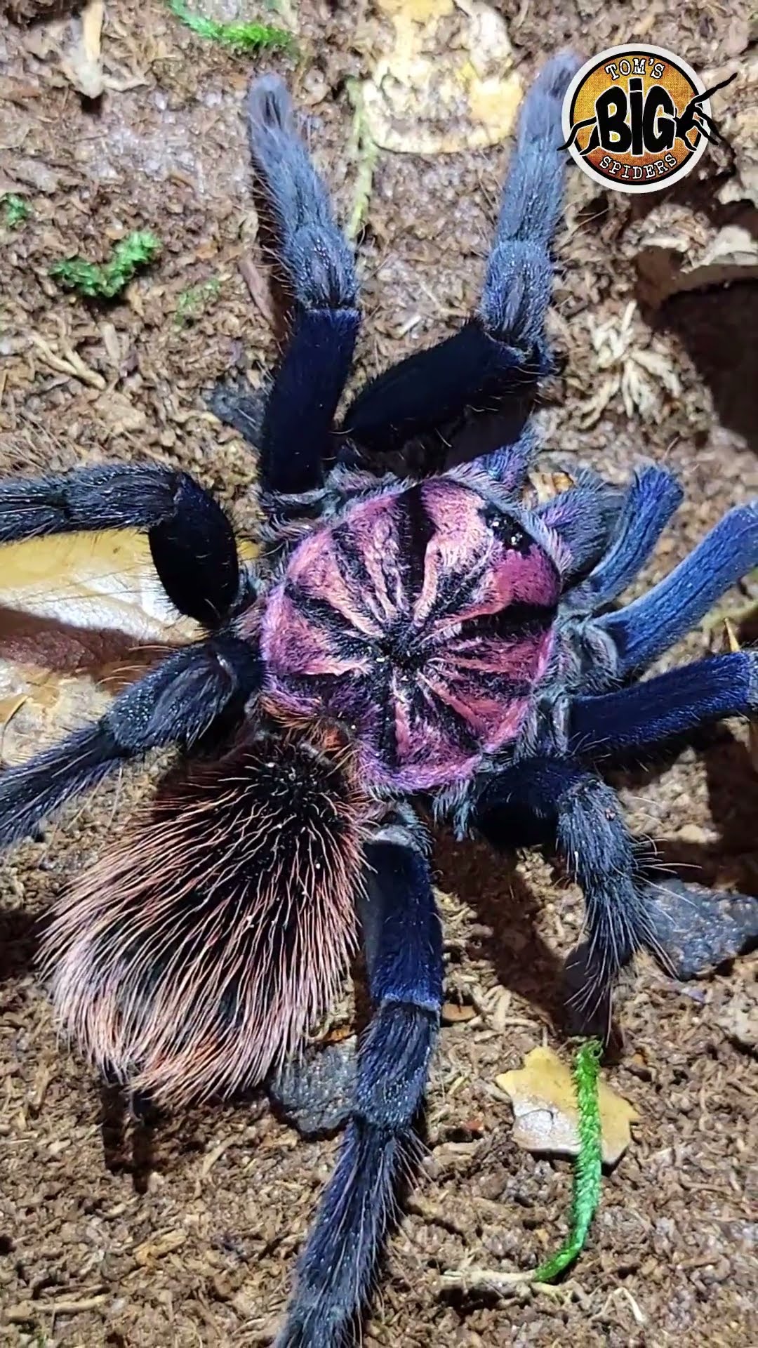 邦楽 tarantula Rainbow Short But Sweet Heavy A Rainbow of Tarantulas #shorts - YouTube