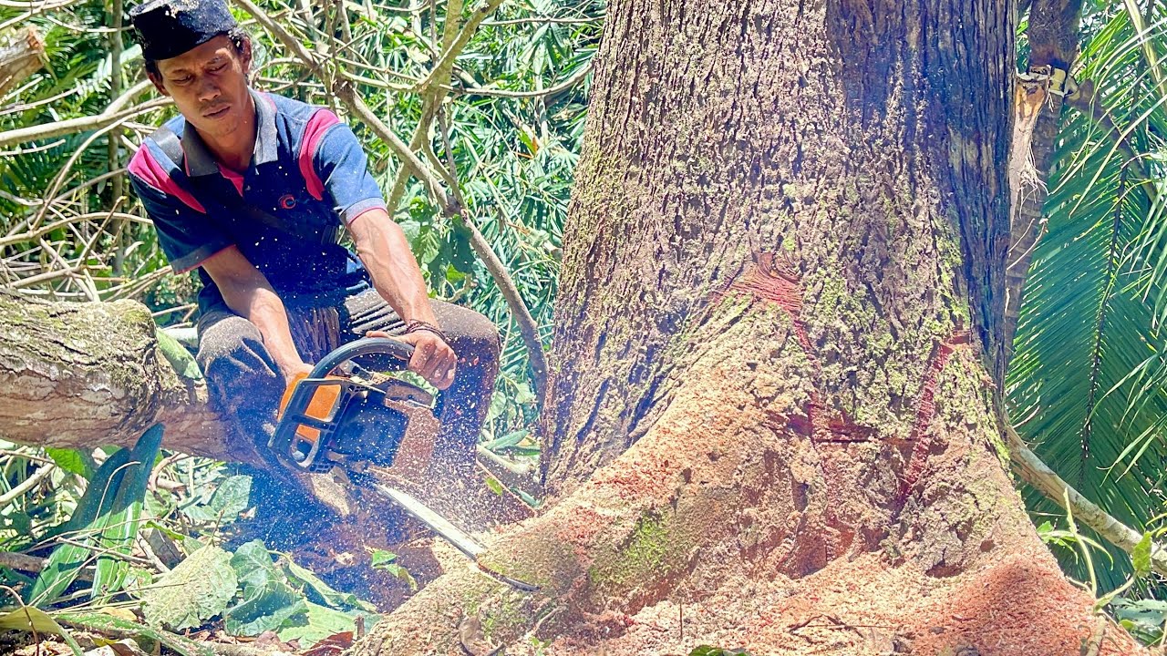 A profesional Talent Skill man cutting down tree with chainsaw - YouTube