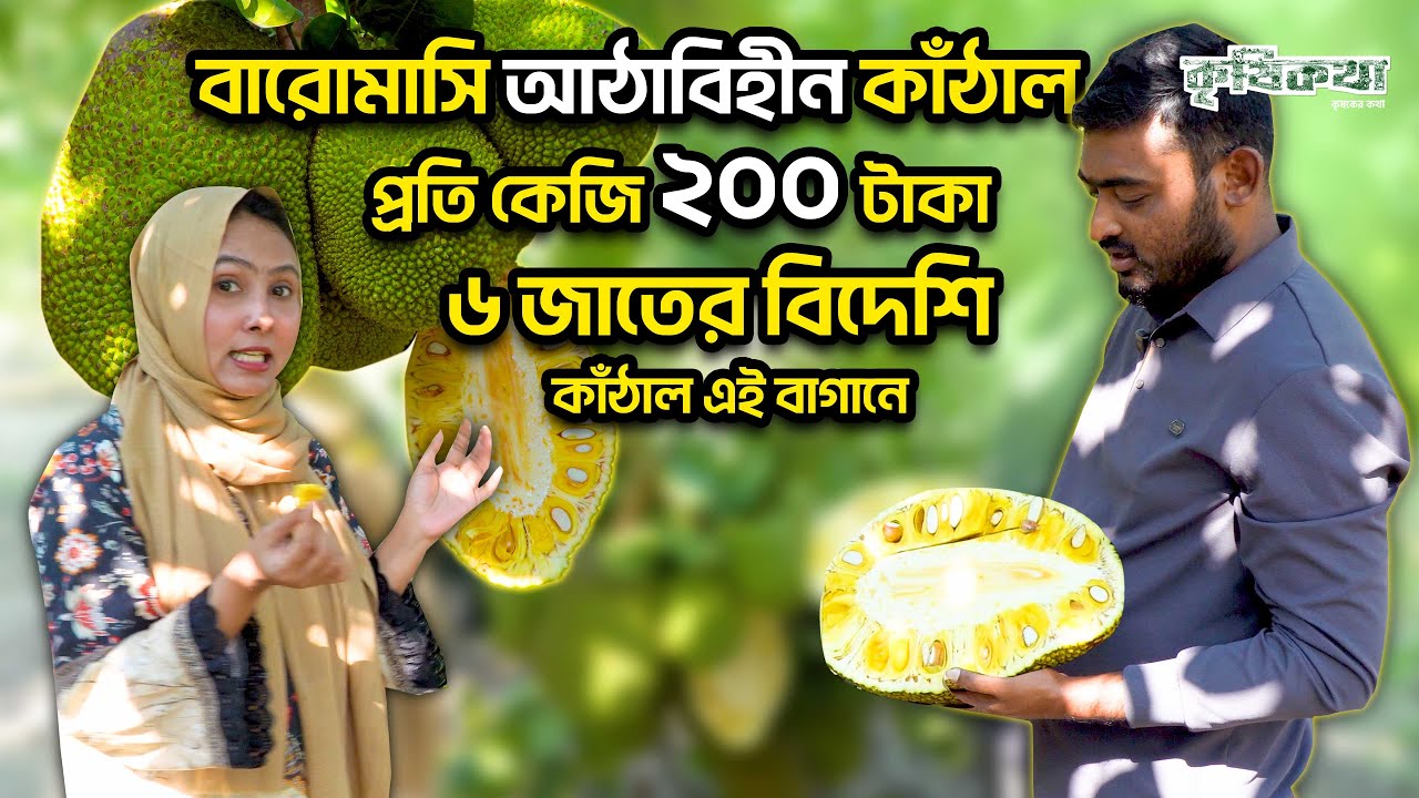 বারোমাসি আঠাবিহীন, ৬ জাতের বিদেশি কাঁঠাল এই বাগানে। বিসমিল্লাহ নার্সারী চুয়াডাঙ্গা।