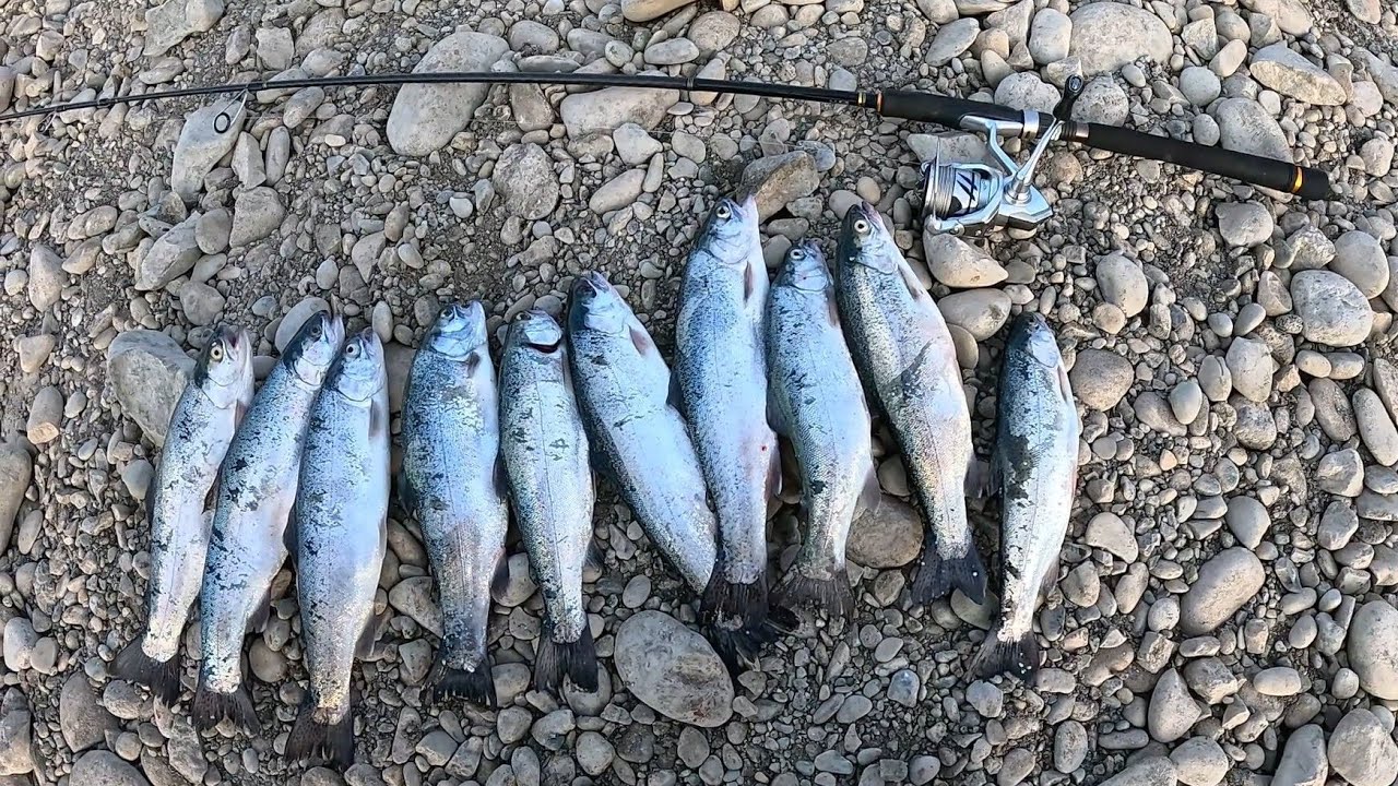 Ловля стальной форели, Ловля радужной форели