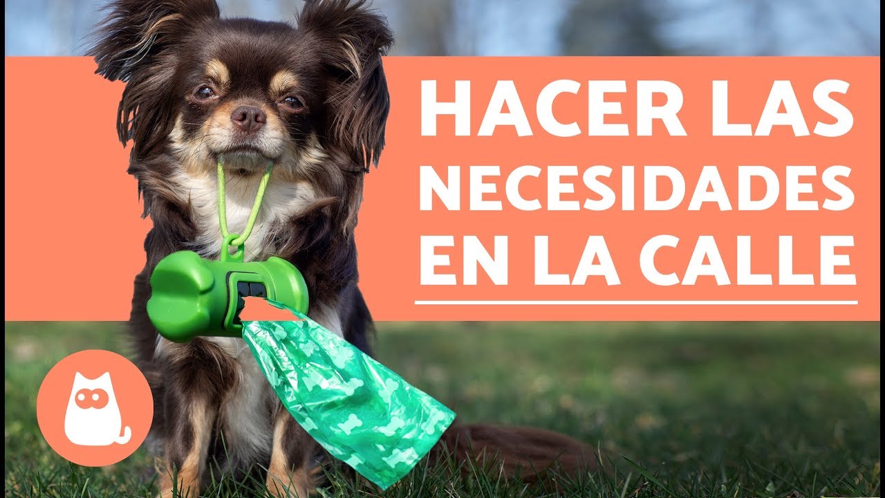 Que Hacer Para Que Los Perros No Hagan Hoyos