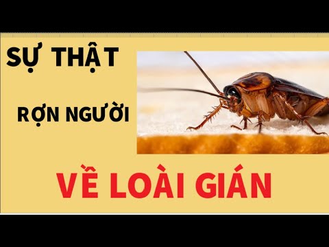 Video: Gián có bay được không? Những loại gián có thể bay?