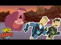 Wild Adventure and Animal Insights