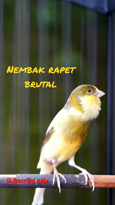 Ini KENARI Sipaling cengkok nembak rapat rapat