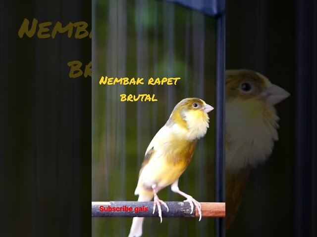 Ini KENARI Sipaling cengkok nembak rapat rapat class=