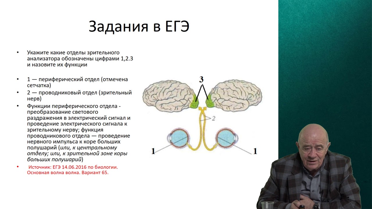 Егэ глаз задания. Строение анализатора ЕГЭ биология. Анализатор зрения ЕГЭ биологии. Анализаторы зрения и слуха. Строение зрительного и слухового анализаторов ЕГЭ биология.