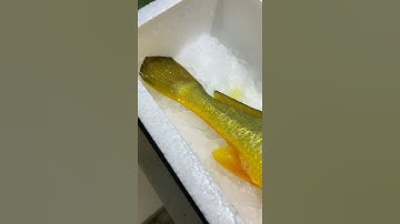 Cận cảnh cá sủ vàng đắt giá