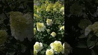 Сад С Цветущей Гортензией #Гортензии #Гортензия #Цветы #Дача #Flowers #Flowering #Garden #Gardens