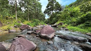 Escape to Captivating Waters And Tranquil River Sounds - Serene River Flowing Around Forest Rocks