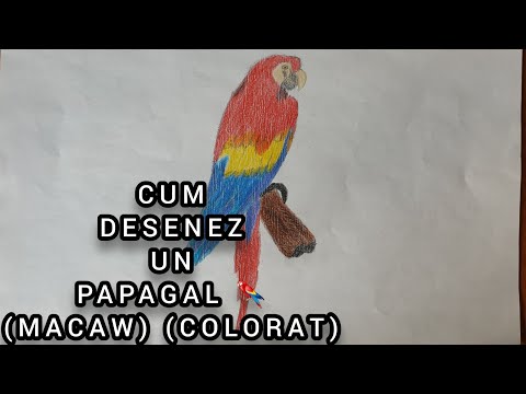 Video: Cum Să Desenezi Un Papagal Ondulat