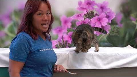 Cat Training: Charging the Clicker