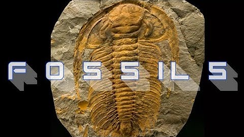 Fossil trackways in layers preceding the organism are evidence for the global flood- Marcus Ross