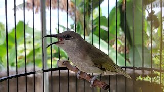 Cucak Kombo Full Isian Mental Juara Langsung Nyambar Dengar Suara Burung Lain - Kecial Kombo Gacor