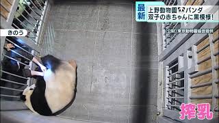 上野動物園　双子の赤ちゃんパンダに黒模様