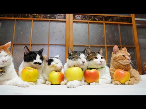 ねこりんご様40点 楽天市場】necono 猫の首輪 『Luce Bell』 -ルーチェ ベル
