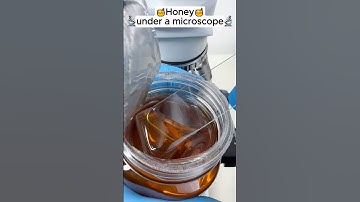 Honey 🍯 under a microscope 🔬🤯 #nature #honey #facts #shorts #curious #science #information