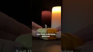 Are Pumpkins Genetic Frankensteins?