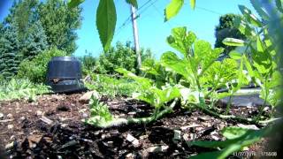 A Mid Summer Afternoon View of the Watermelon Patch