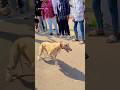 Kolhapur dog race 🚀😱 || kolhapur dog racing / dog race maharashtra || #shorts #arfyads